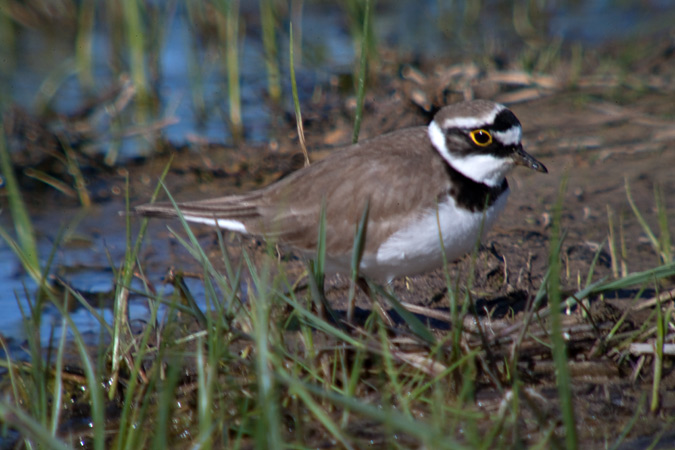 Corriol petit (Charadrius dubius)