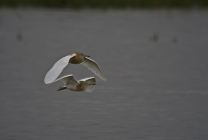 Martinet ros (Ardeola ralloides) 2de4