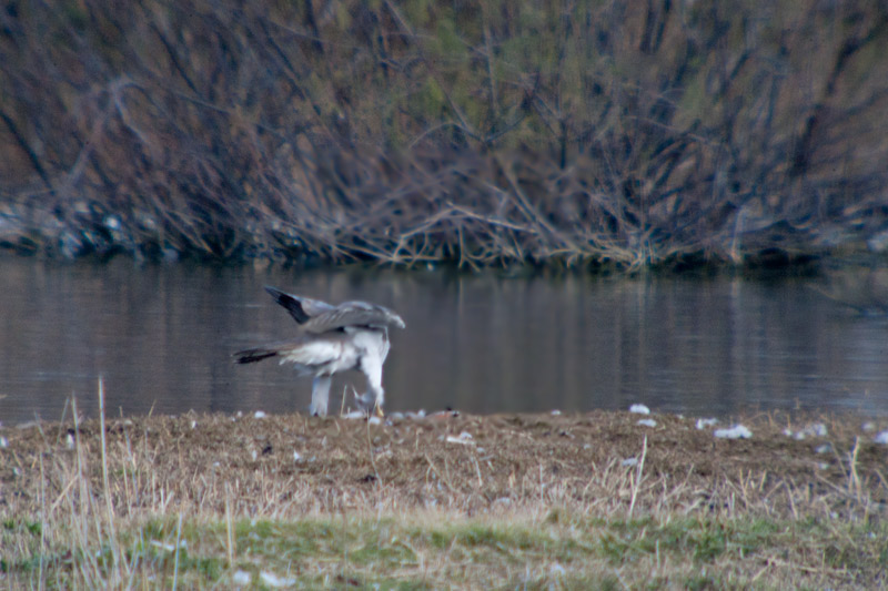 Astor (Accipiter Gentilis)