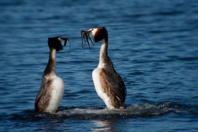 Cabussó emplomallat (Podiceps cristatus)  1de5