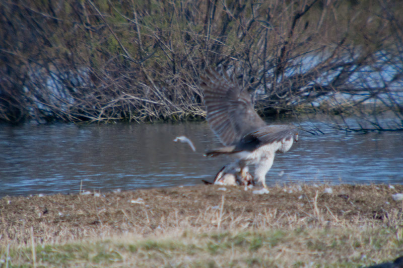 Astor (Accipiter Gentilis)