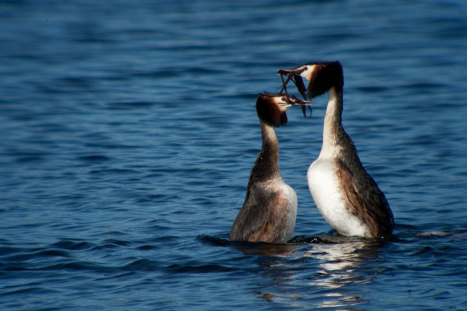 Cabussó emplomallat (Podiceps cristatus)  2de5