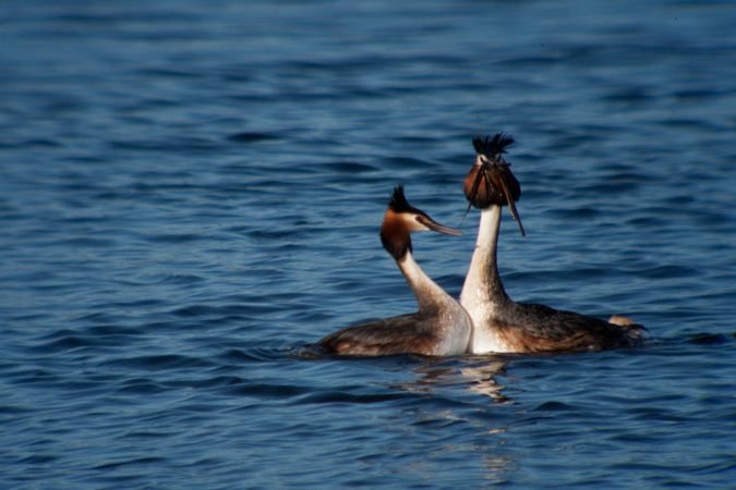 Cabussó emplomallat (Podiceps cristatus)  3de5