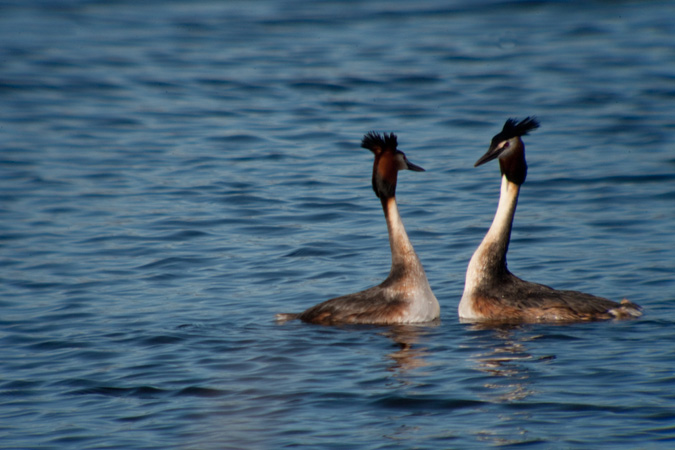 Cabussó emplomallat (Podiceps cristatus)  4de5