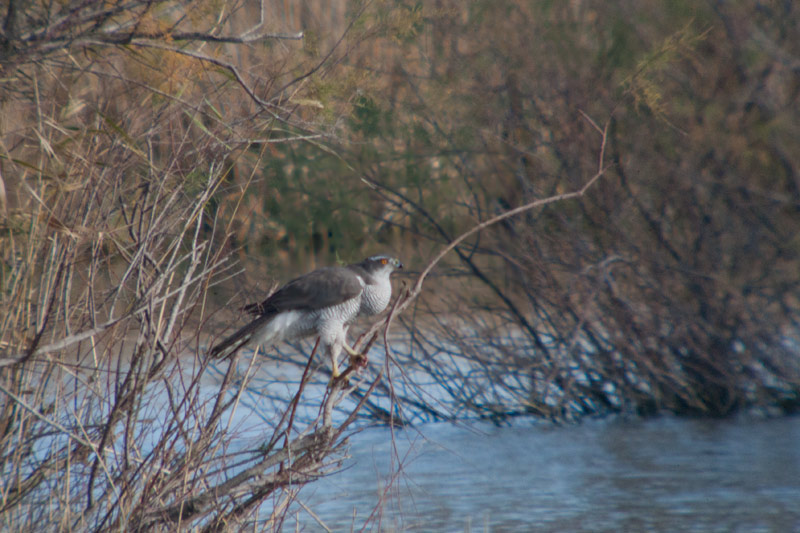 Astor (Accipiter Gentilis)