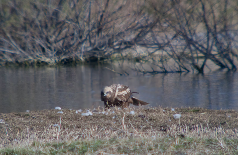 Astor (Accipiter Gentilis)