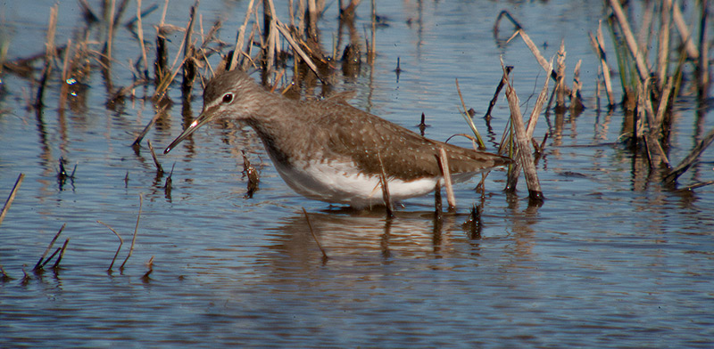 Xivita (Tringa ochropus)