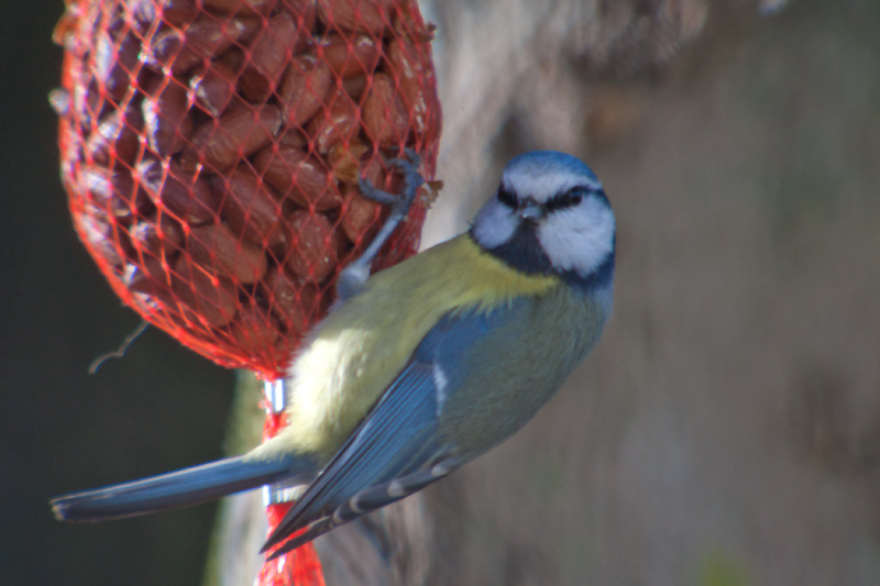 Mallarenga blava (Parus caeruleus)