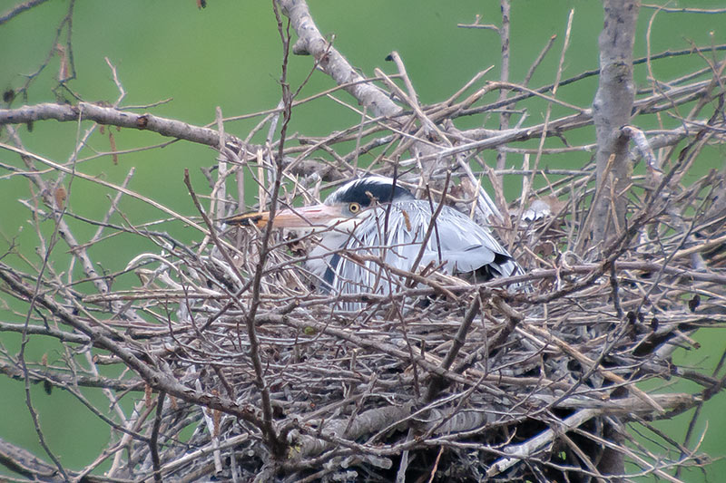 Bernat pescaire (Ardea cinerea)