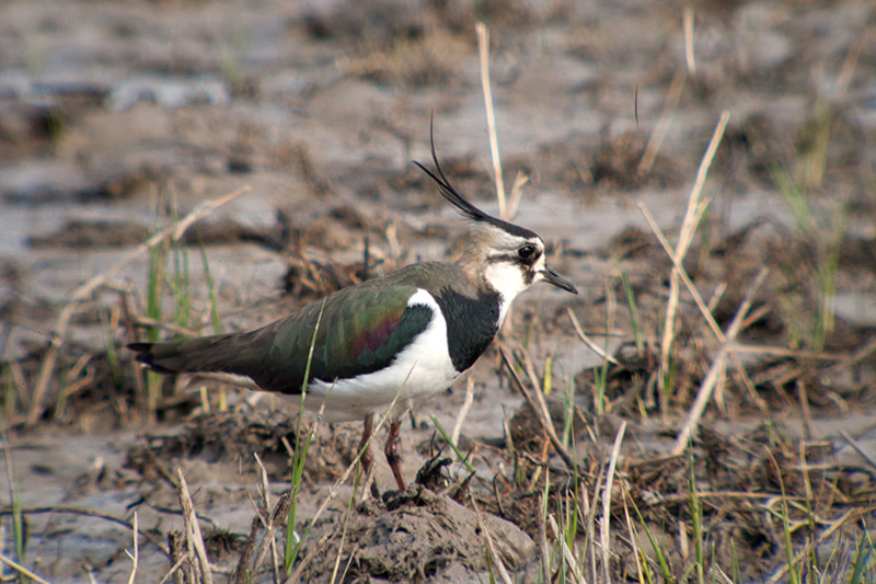 Fredeluga (Vanellus vanellus)