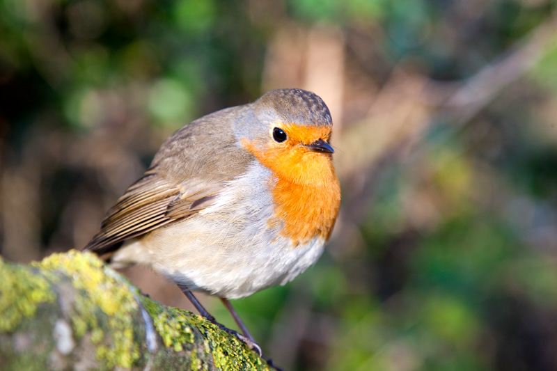 Pit roig (Erithacus rubecula)