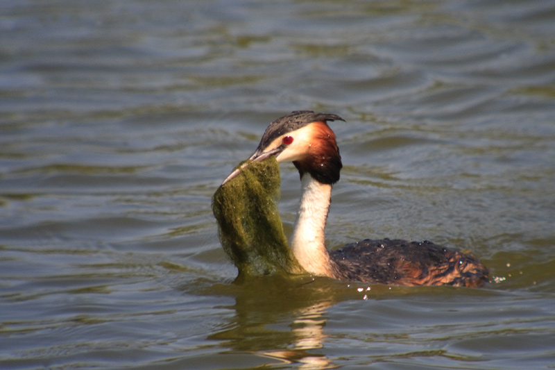 Cabussó emplomallat (Podiceps cristatus)