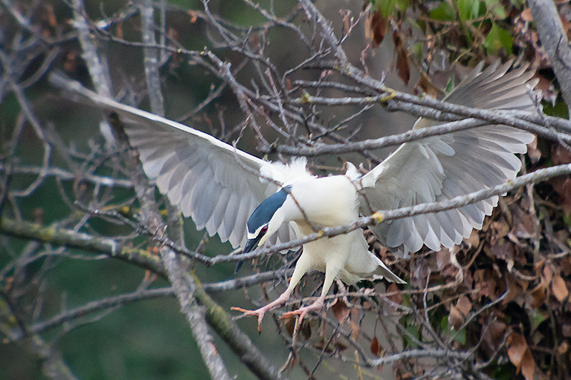 Martinet de nit (Nycticorax nycticorax)