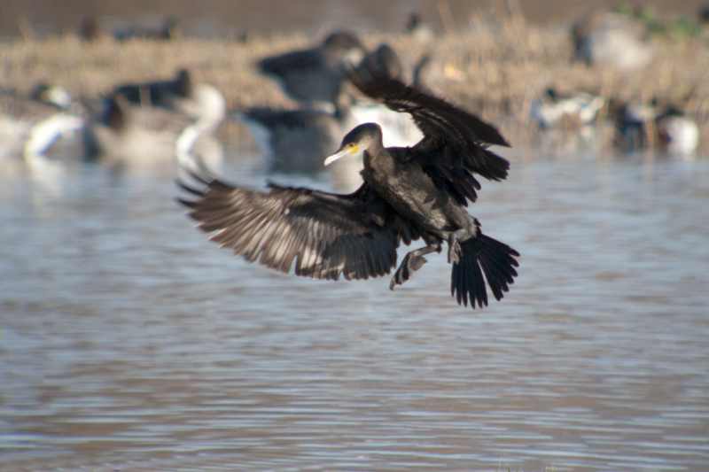 Corb Marí gros (phalacrocorax carbo)