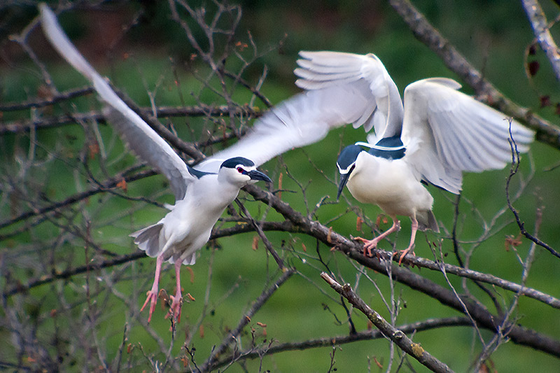 Martinet de nit (Nycticorax nycticorax)