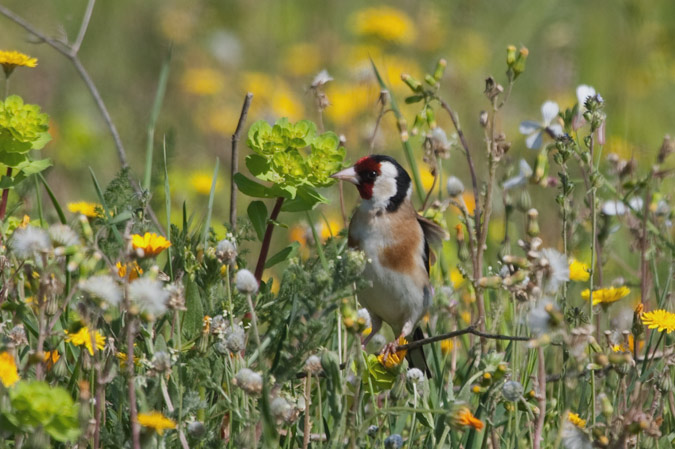 Cadernera (Carduelis carduelis)