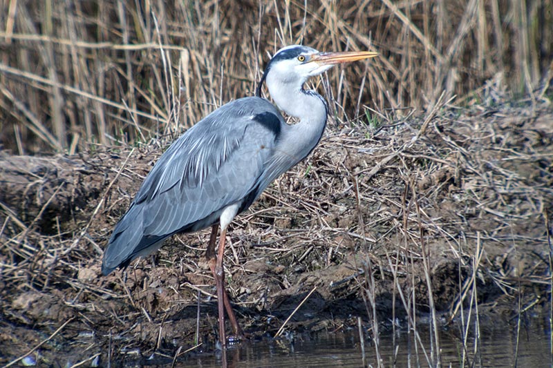 Bernat pescaire (Ardea cinerea)