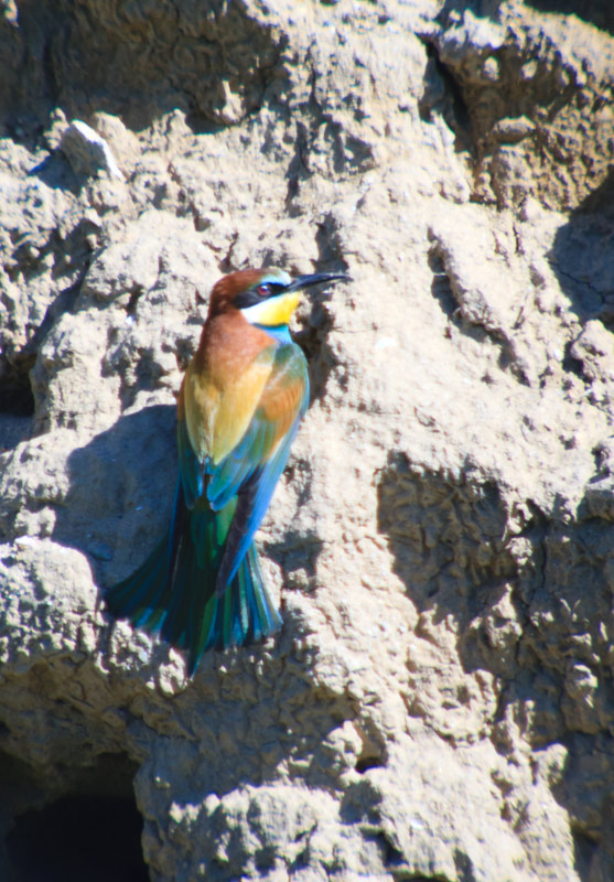 Abellerol (Merops apiaster)