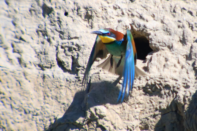 Abellerol (Merops apiaster)