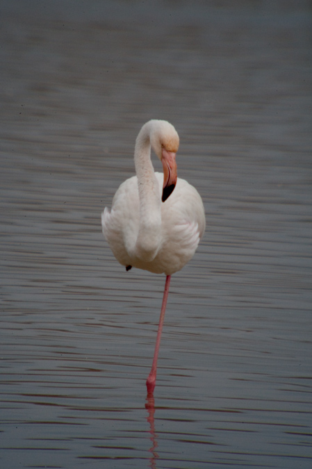 Flamenc (Phoenicopterus roseus)