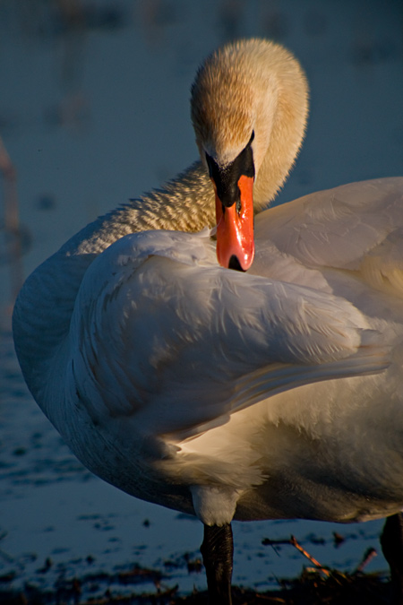 Cigne mut (Cygnus olor) 1de2