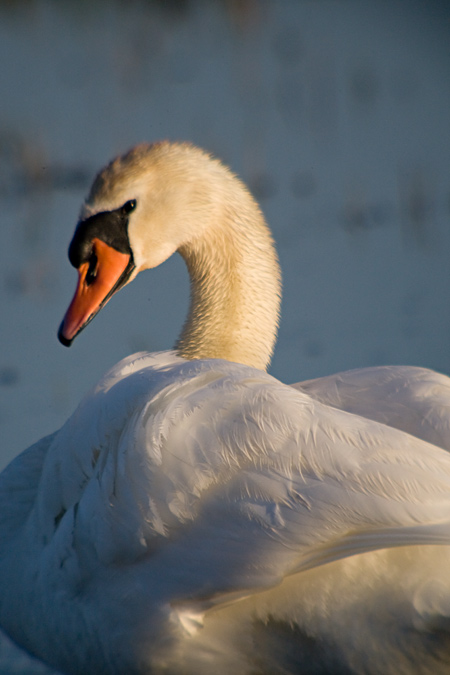 Cigne mut (Cygnus olor) 2de2