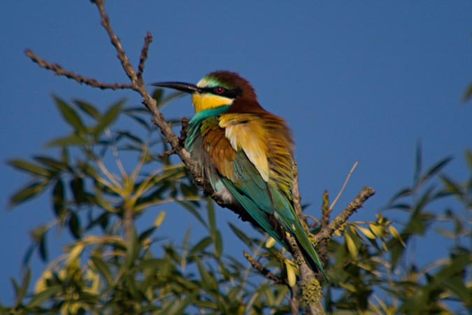 Abellerol (Merops apiaster)