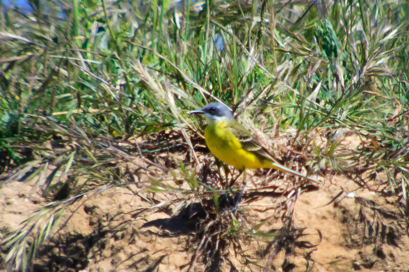 Cuereta torrentera (Motacilla cinerea)