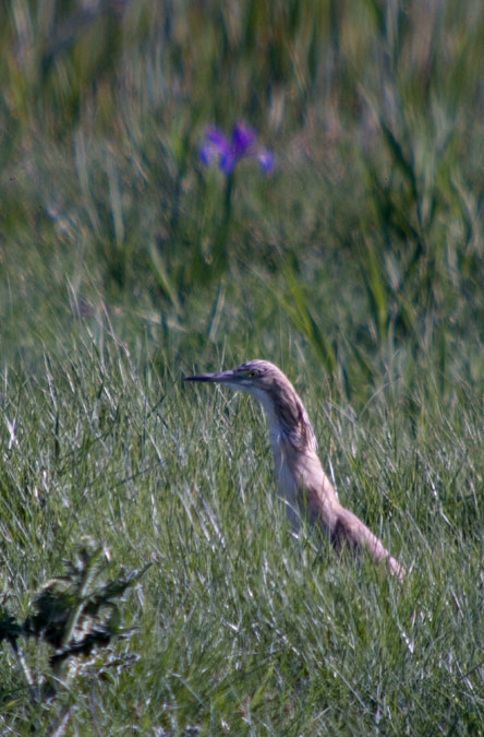 Martinet ros (Ardeola ralloides)