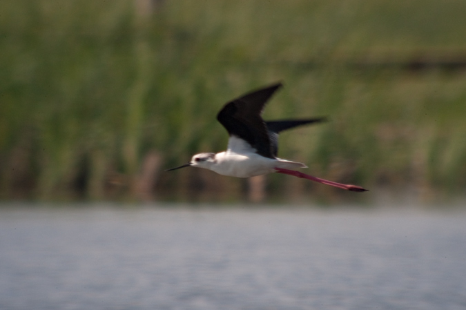 Cames Llargues (Himantopus himantopus)