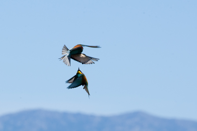 Abellerol (Merops apiaster)