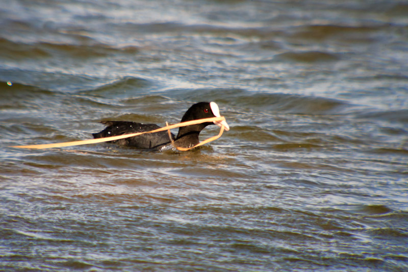 Fotja vulgar (Fulica atra).