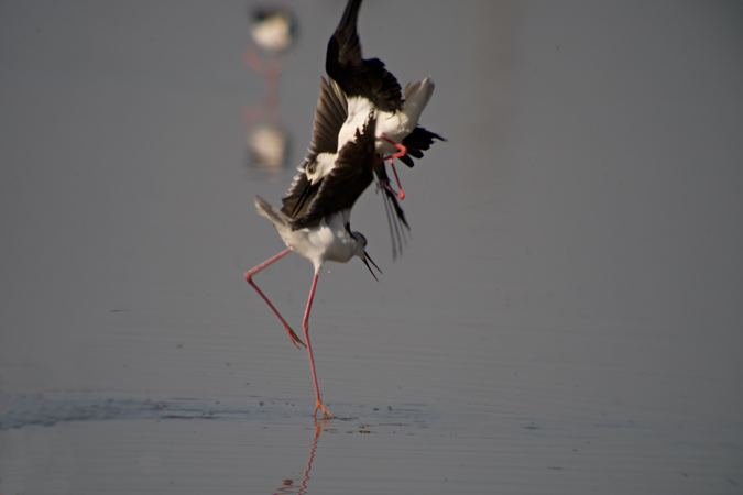 Cames llargues (Himantopus himantopus) 2de2