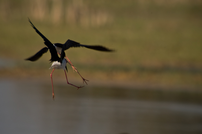 Cames llargues (Himantopus himantopus) 1de2