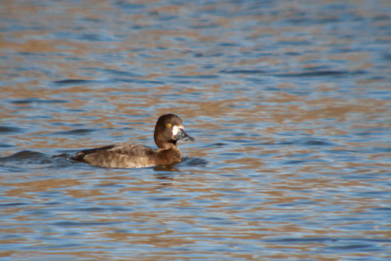 Morell de plomall (Aythya fuligula)