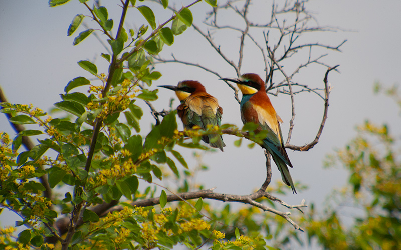 Abellerol ( Merops apiaster ) Any 2.011