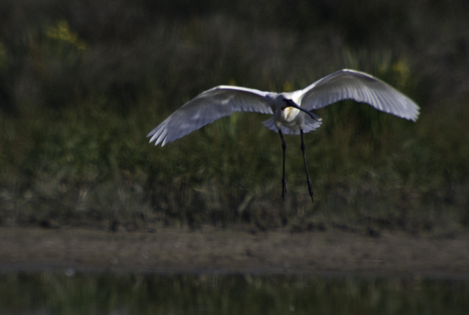 Bec planer (Platalea leucorodia)