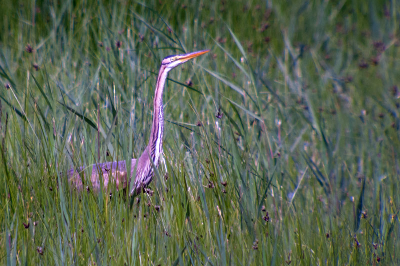 Agró roig (Ardea purpurea)