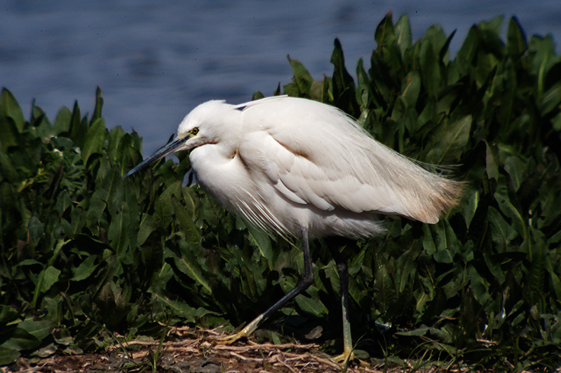 Martinet blanc (Egretta garzetta)