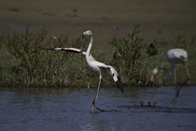 Flamenc (Phoenicopterus roseus)