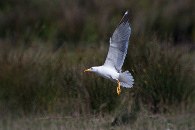 Gavià argentat (Larus michaellis) 2de2