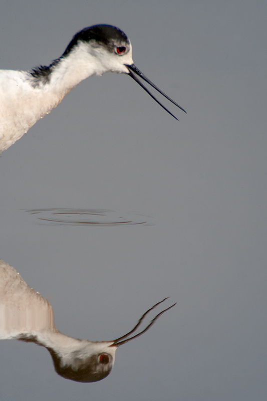 Cames llargues (Himantopus himantopus)