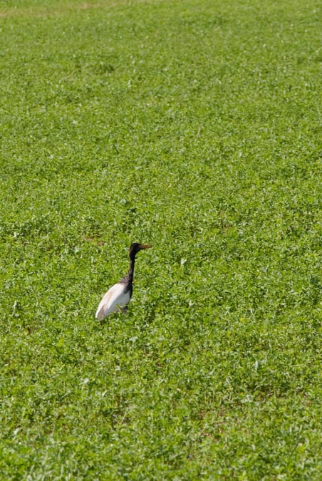 Esplugabous (Bulbucus ibis)  1de2