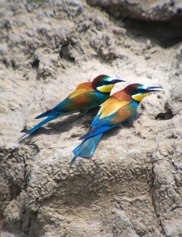 Abellerol (Merops apiaster)