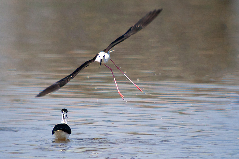 Cames llargues (Himantopus himantopus)