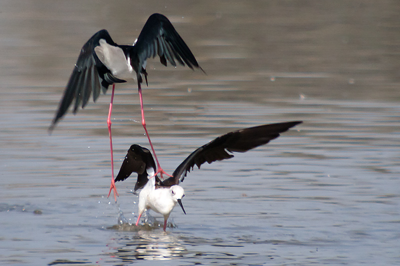 Cames llargues (Himantopus himantopus)