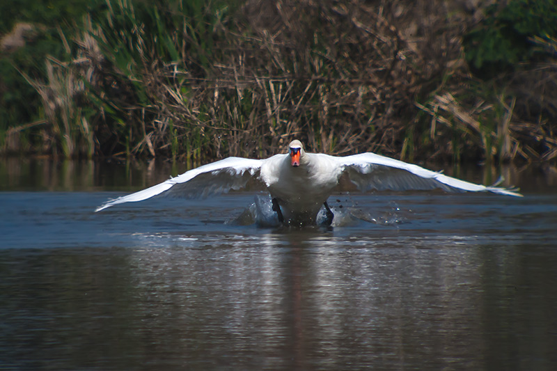 Cigne mut (Cygnus olor)