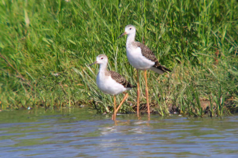 Cames llargues (Himantopus himantopus)