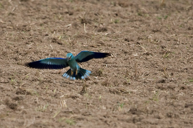 Gaig Blau ( Coracias garrulus ) 2de2