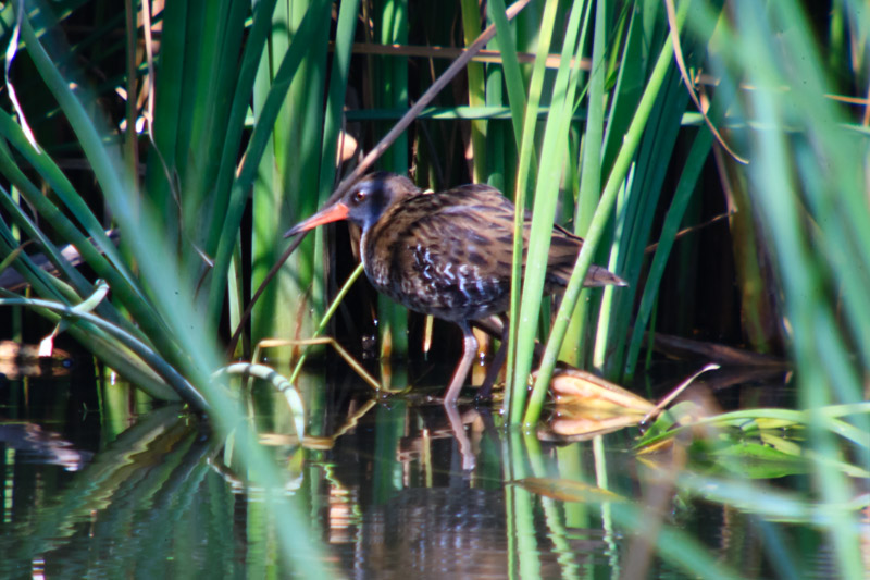 Rascló (Rallus aquaticus)